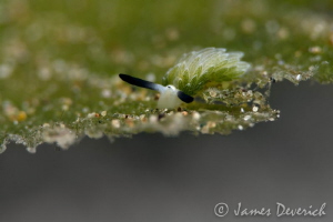 World's end.

Costasiella sp. by James Deverich 